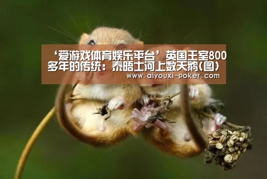 爱游戏篮球竞猜